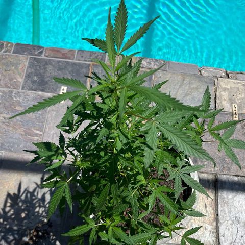 mystery strain growlog timeline photo