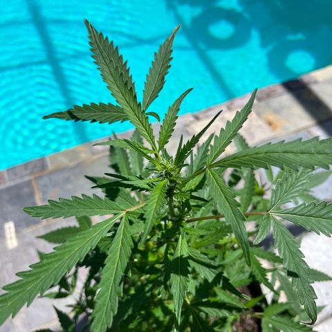 mystery strain growlog timeline photo