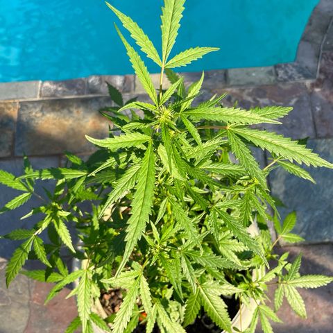 mystery strain growlog timeline photo
