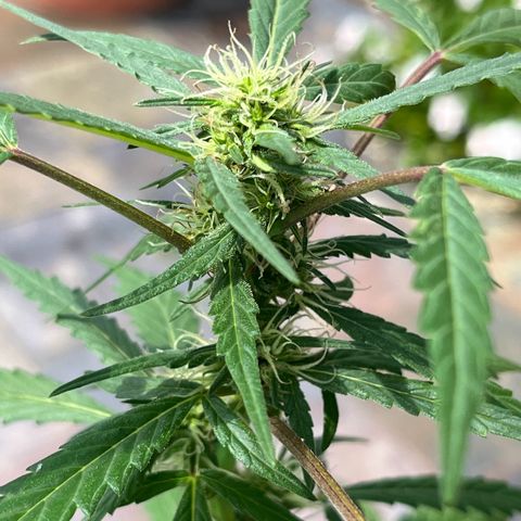 mystery strain growlog timeline photo