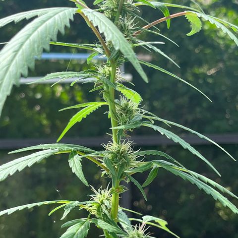 mystery strain growlog timeline photo