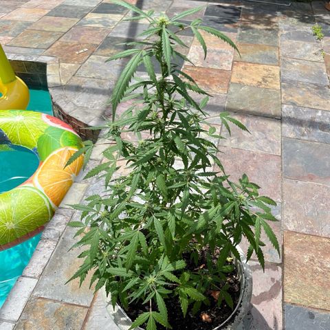 mystery strain growlog timeline photo