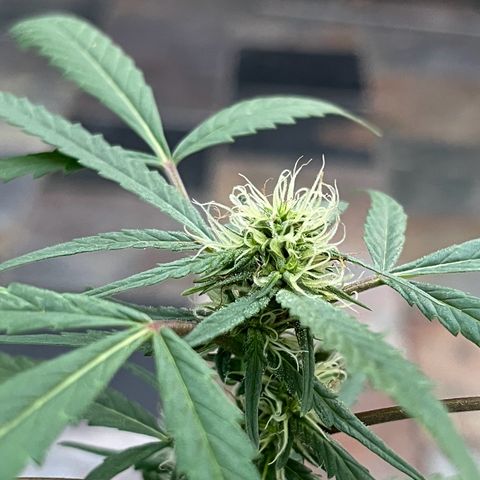 mystery strain growlog timeline photo