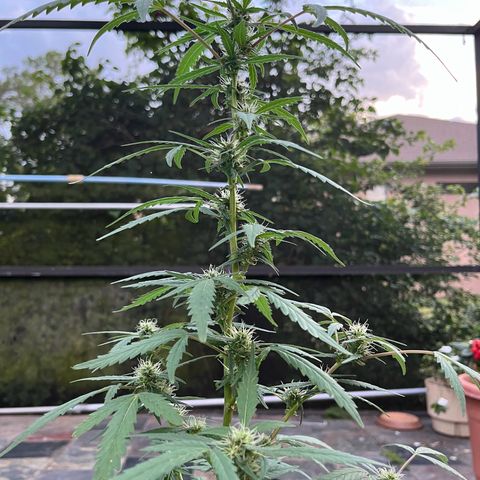 mystery strain growlog timeline photo