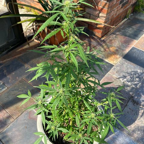 mystery strain growlog timeline photo
