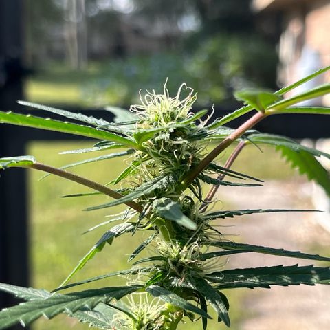 mystery strain growlog timeline photo
