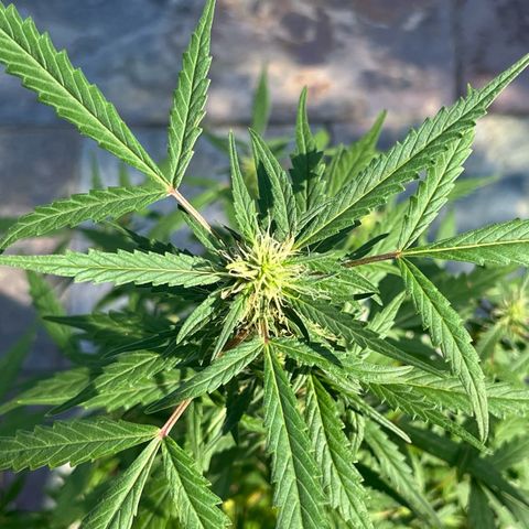 mystery strain growlog timeline photo