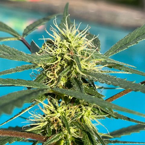 mystery strain growlog timeline photo