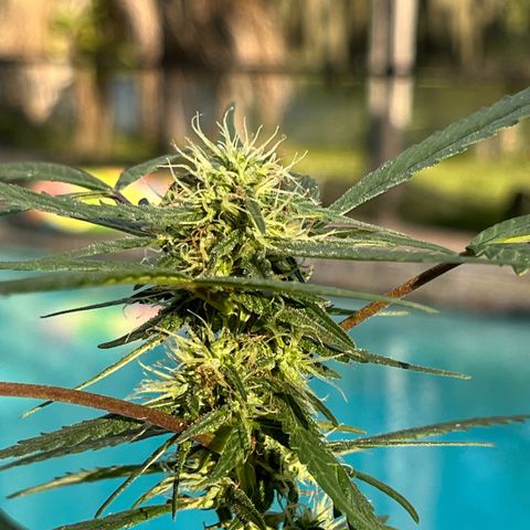 mystery strain growlog timeline photo