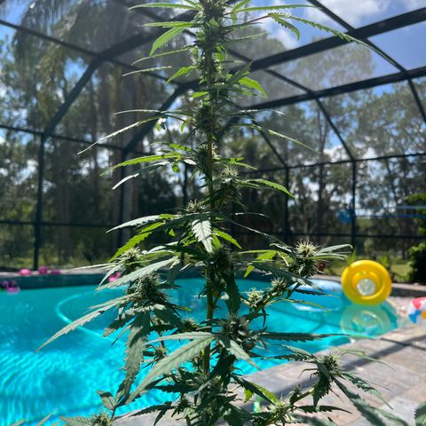mystery strain growlog timeline photo