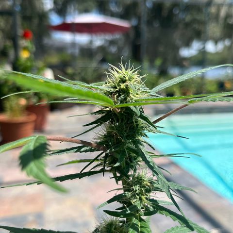 mystery strain growlog timeline photo
