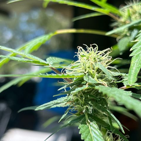 mystery strain growlog timeline photo