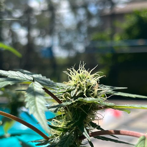mystery strain growlog timeline photo