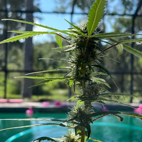 mystery strain growlog timeline photo