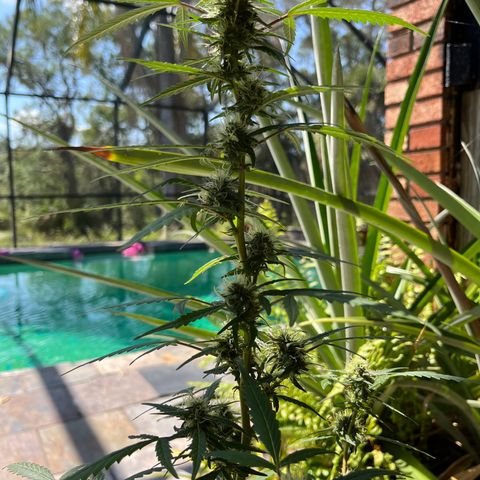 mystery strain growlog timeline photo