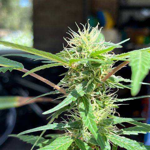 mystery strain growlog timeline photo
