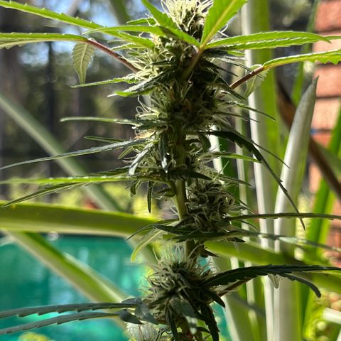 mystery strain growlog timeline photo