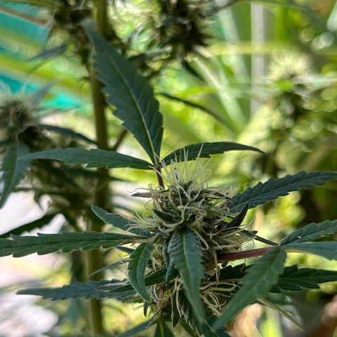 mystery strain growlog timeline photo