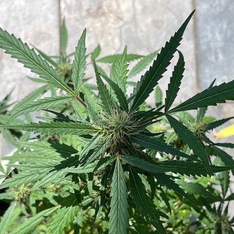 mystery strain growlog timeline photo