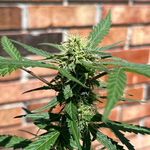 mystery strain growlog timeline photo