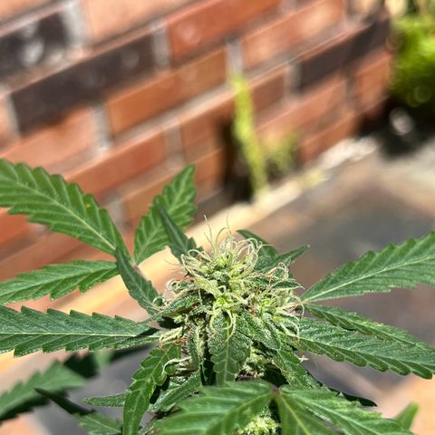mystery strain growlog timeline photo