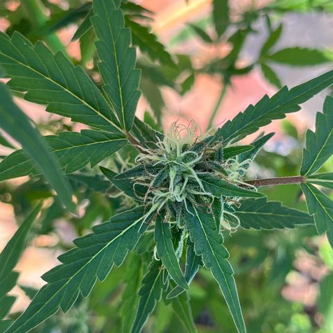 mystery strain growlog timeline photo