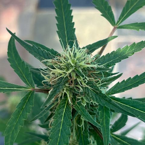 mystery strain growlog timeline photo