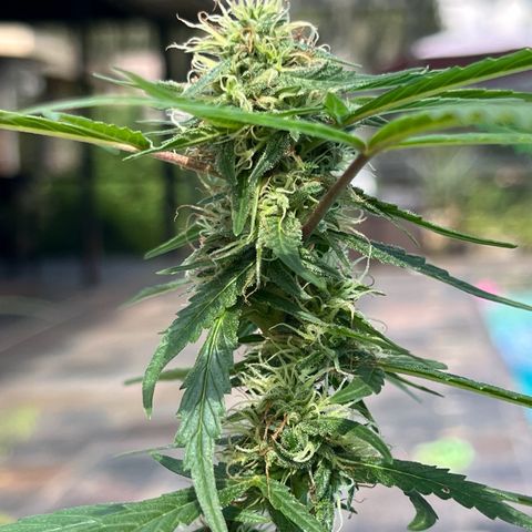 mystery strain growlog timeline photo