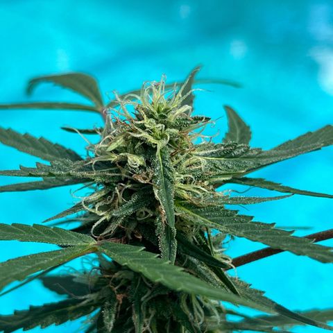 mystery strain growlog timeline photo
