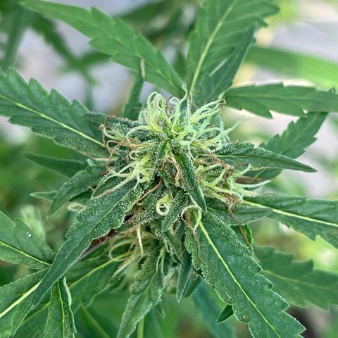 mystery strain growlog timeline photo