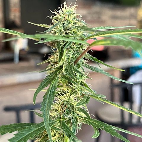 mystery strain growlog timeline photo