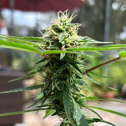 mystery strain growlog timeline photo