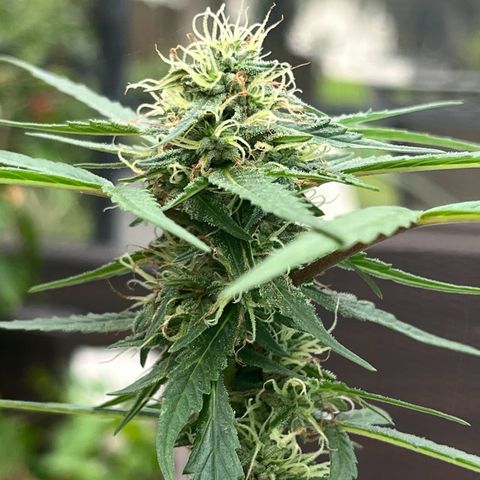 mystery strain growlog timeline photo