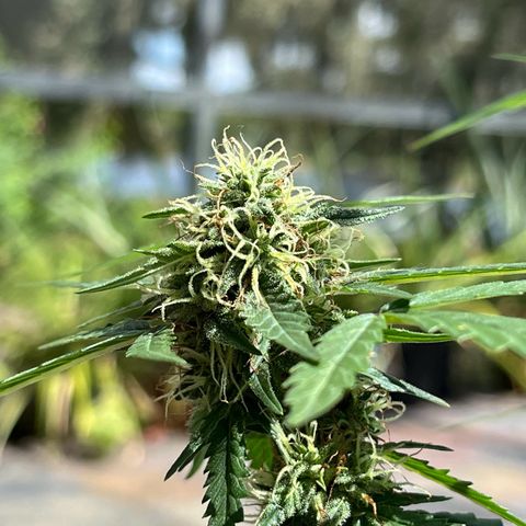 mystery strain growlog timeline photo