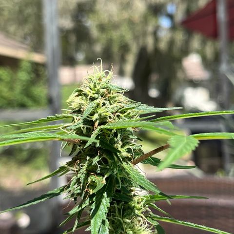 mystery strain growlog timeline photo