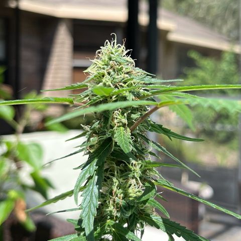 mystery strain growlog timeline photo