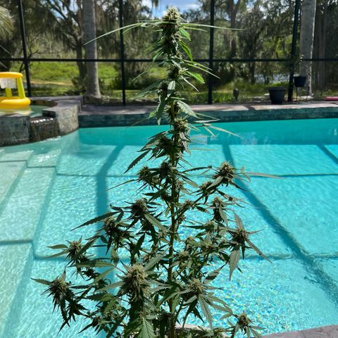 mystery strain growlog timeline photo