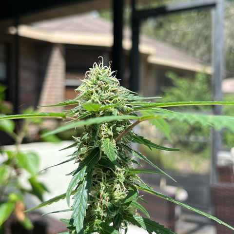 mystery strain growlog timeline photo