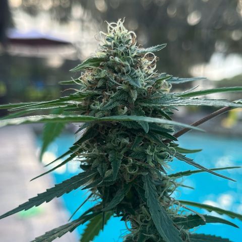 mystery strain growlog timeline photo