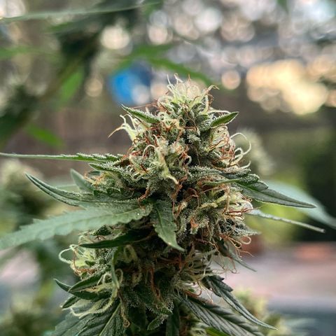 mystery strain growlog timeline photo
