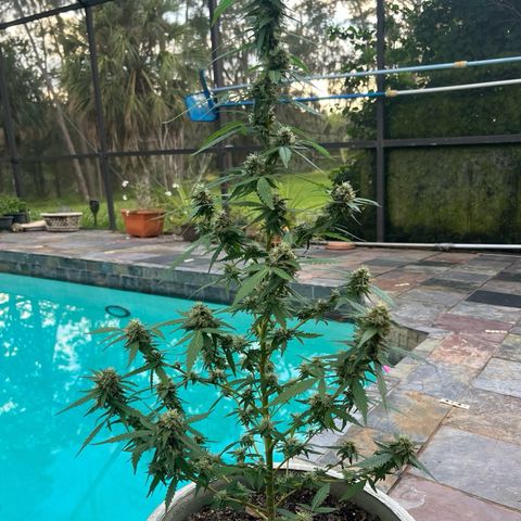 mystery strain growlog timeline photo
