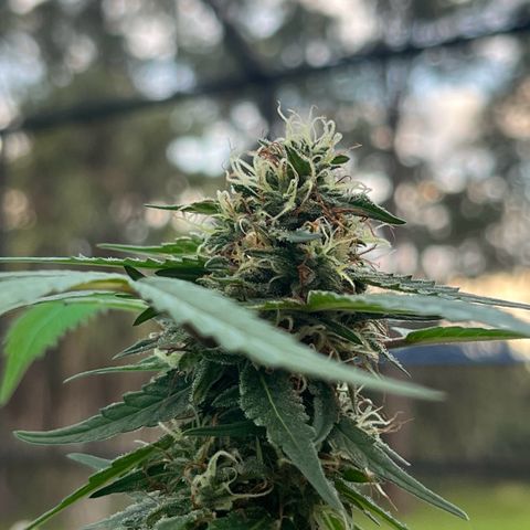 mystery strain growlog timeline photo