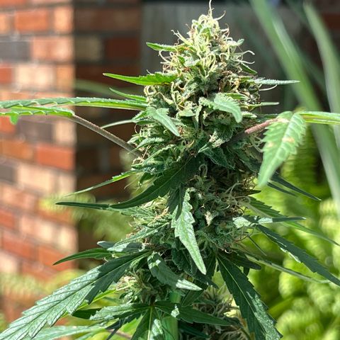 mystery strain growlog timeline photo