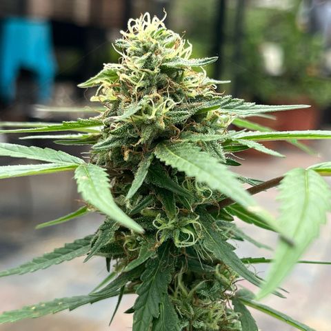 mystery strain growlog timeline photo