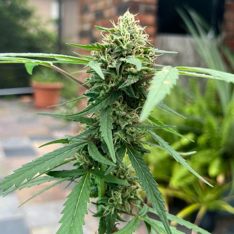 mystery strain growlog timeline photo