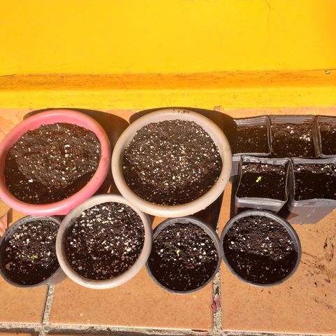 Genética desconhecida growlog photo: 4 ja nasceram
7 germinando na terra
