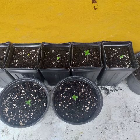 Genética desconhecida growlog timeline photo