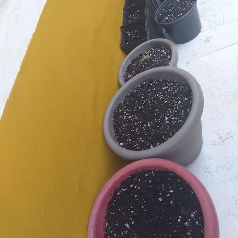 Genética desconhecida growlog timeline photo