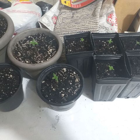 Genética desconhecida growlog timeline photo