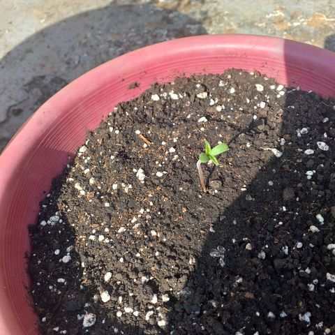 Genética desconhecida growlog photo: No sol